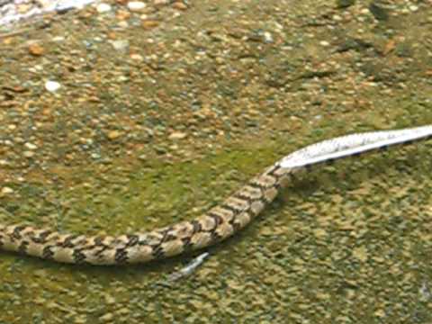 Diamondback Water Snake - Nerodia rhombifera - YouTube