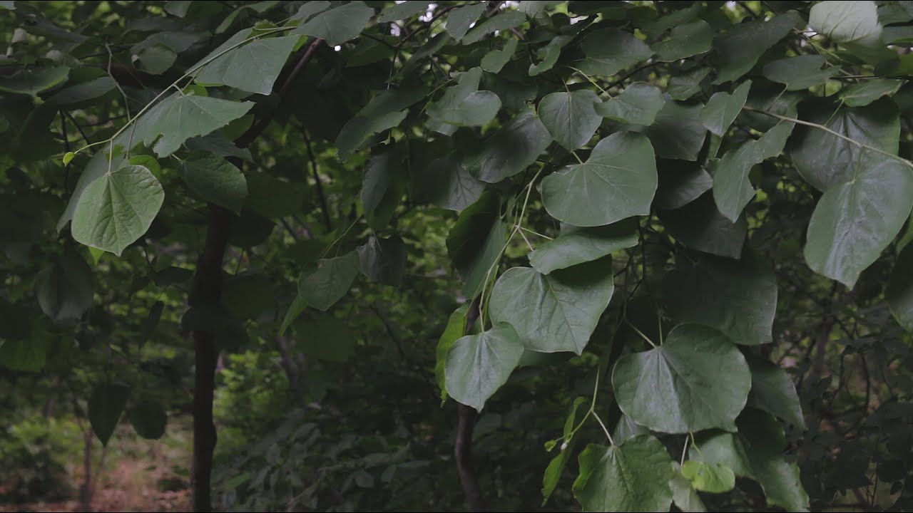 Canon EF 35mm f2 IS USM Video Test | W/ 70D - YouTube