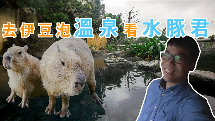 【日本伊豆半島🇯🇵】東京近郊的溫泉勝地！餵食超級療癒的水豚君！原來這裡出乎意料的好玩！ - 天天要聞