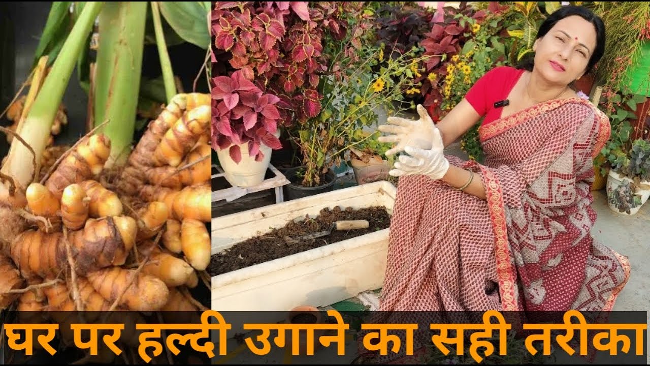 Right way and right time to grow  Haldi ( turmeric) in pot |  Rashmi's World - Create to Decorate
