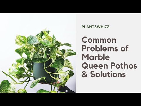 Common Problems of Marble Queen Pothos & Solutions #Plantcare