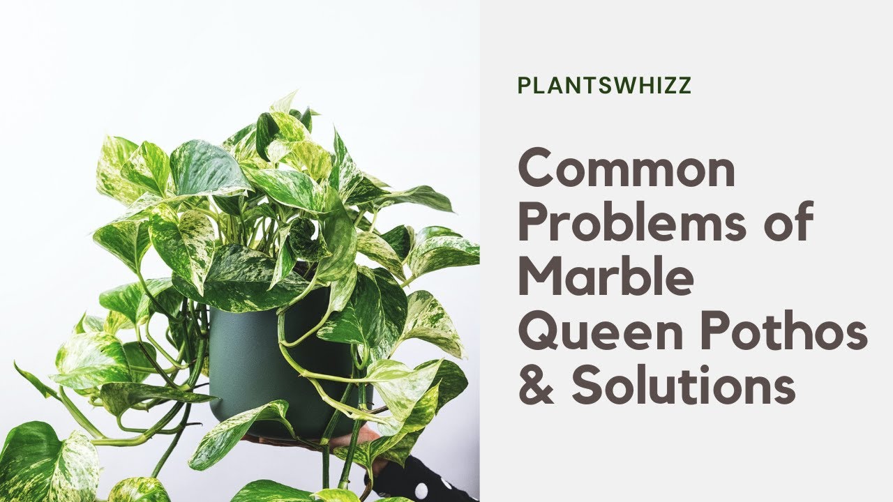 Common Problems Of Marble Queen Pothos Solutions #Plantcare