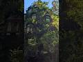 Hotel Casa Hobbit: Arquitetura e Natureza Chilena