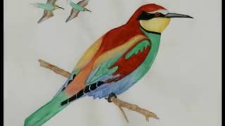 Recolla de nomes vernáculos de Fauna en Feces de Cima
