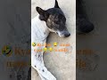 🤣🤣comedy video funny video kutte ka #fuunyshorts #fuunydog #dogshorts #dogvideos #dogs #doglife #dog