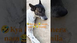 🤣🤣comedy video funny video kutte ka #fuunyshorts #fuunydog #dogshorts #dogvideos #dogs #doglife #dog