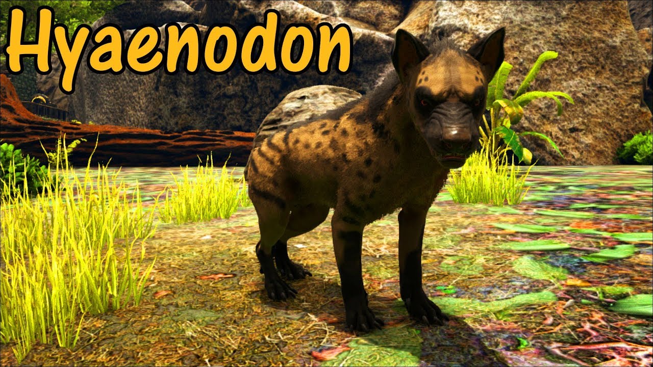 hyaenodon educational special 51 youtube hyaenodon size