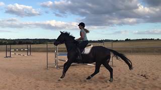 Charlie - Training & Flatwork