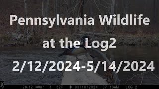 Pennsylvania Wildlife at the Log2  2/12/2024 - 5/14/2024