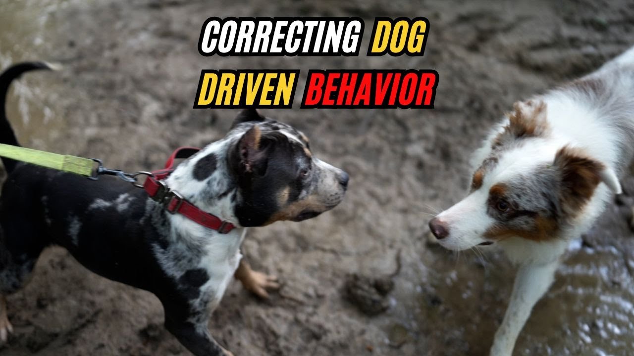 Correcting Maestro's Dog Driven Behavior!?!?! YouTube