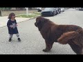 Der Junge stand einem riesigen Hund auf der Straße gegenüber, aber was er tat, war unglaublich