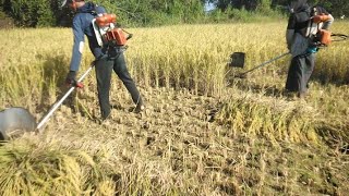 cara menggunakan dua mesinrumput untuk potong padi