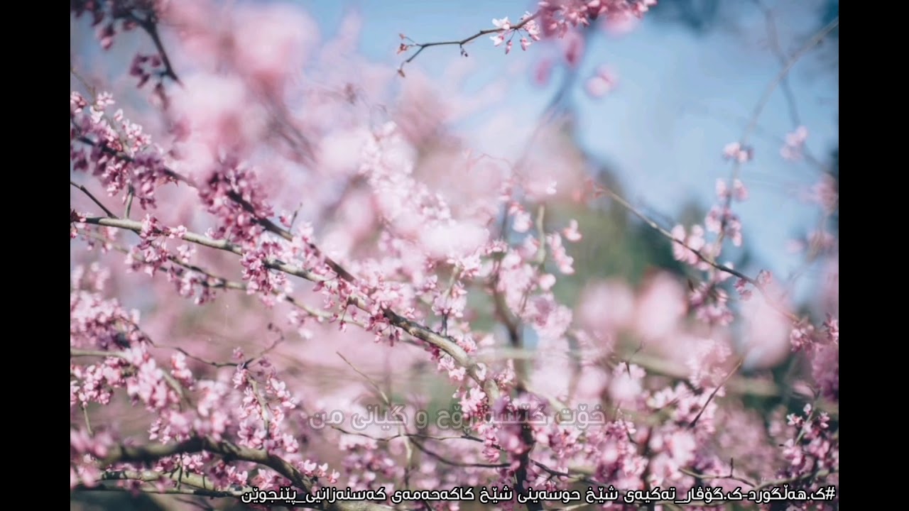 لە باغان ئاهـ و ناڵین دێ دەڵێن شای نێو گوڵان ڕۆیی..