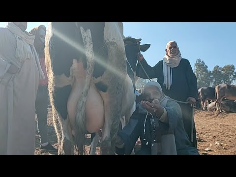 تدمير اسعار البقر الوالد من داخل سوق تلا بتاريخ 22 1 2022
