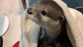 Happy birthday Aty! [Otter life Day 73] （前夜祭）アティ1歳のお誕生日おめでとう！