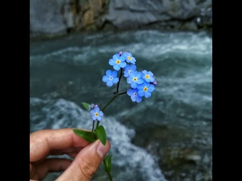 შქმერის მთა - მაიკო ხელაშვილი \u0026 ანი ხურცილავა || Shqmeris Mta - Maiko Khelashvili \u0026 Ani Khurtsilava