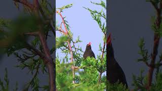 Black bird singing in high resolution 8K HDR