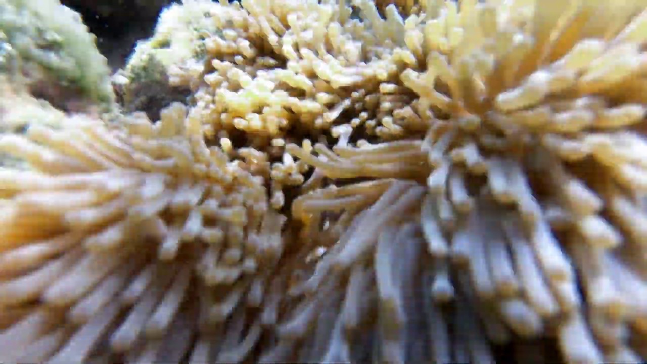 Ko Ngai Snorkeling YouTube