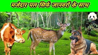 Jungle Speaks Reveal The Secrets Of Animals Jungle Sound Mystery 4K Animal Dp