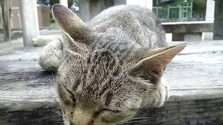今日もあの撫でられ好きの野良猫が公園のベンチで待っていた