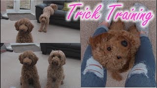 Trick Training - Poppy Cockapoo & Mini Fizz