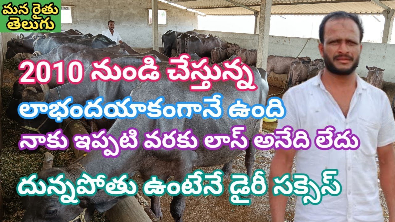 డైరీ 2010 నుండి చేస్తున్న నాకు ఇప్పటి వరకు లాస్ అనేది లేదు లాభాదయాకంగానే ఉంది  |  మన రైతు తెలుగు