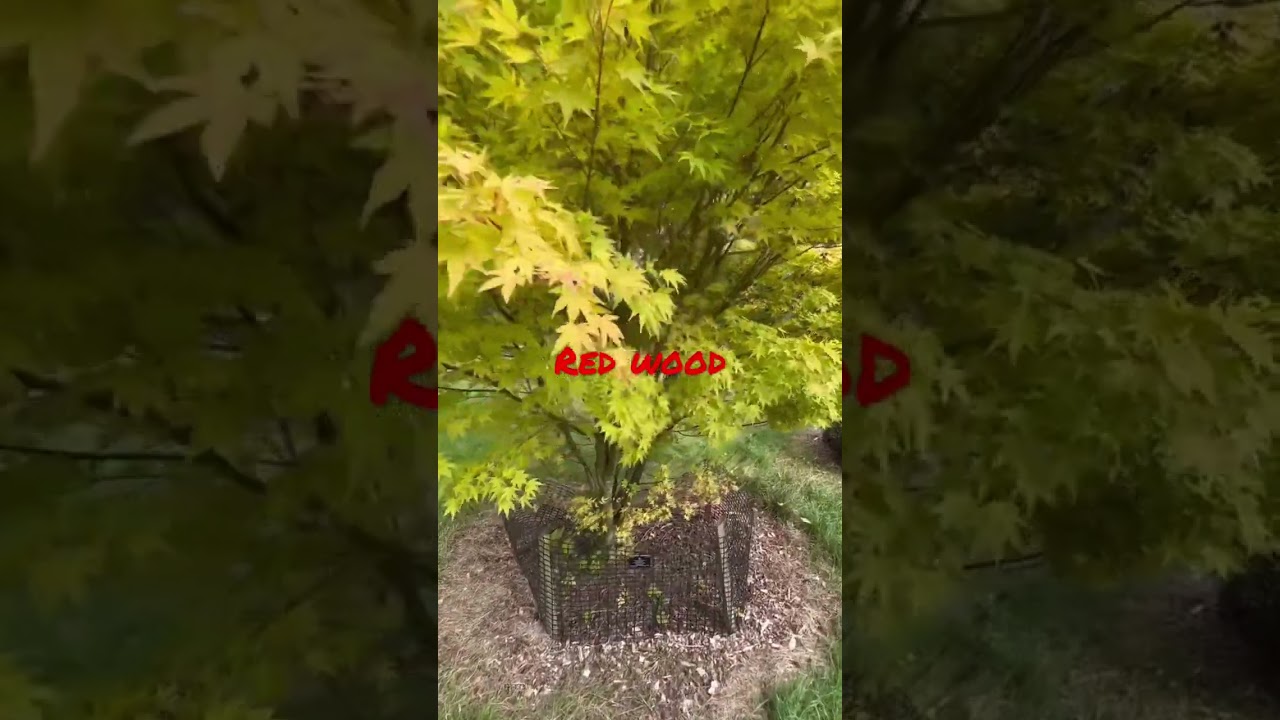 Japanese maple trees, how to select, water, feed and protect them from sun / wind!