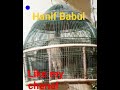 Batair ki awaaz/Quail bird best sound