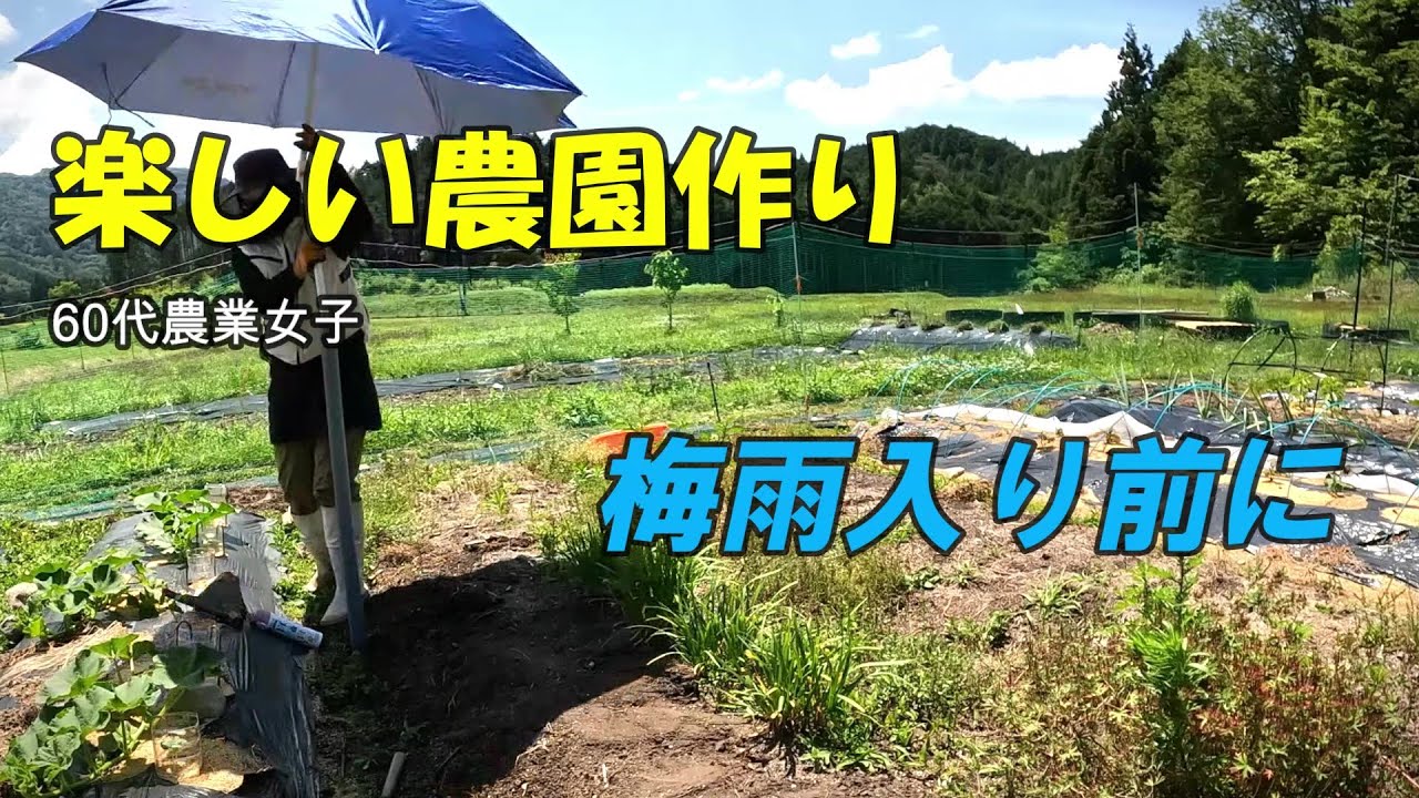 【楽しい農園作り】梅雨入り前に/ジャガイモ収穫/タマネギ収穫/朴葉ずし