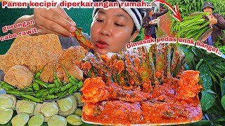 Download Lagu PANEN KECIPIR DIPERKARANGAN RUMAH ,DIMASAK PEDAS JADI ENAK BANGET MP3 Download Lagu PANEN KECIPIR DIPERKARANGAN RUMAH ,DIMASAK PEDAS JADI ENAK BANGET MP3