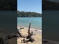 I Found a Secret, Untouched Beach in the Andaman Islands 🤫🌴