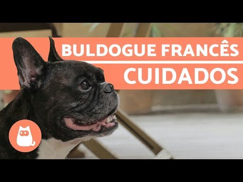 Vídeo: O novo tipo de moda de cão tratar Bulldogs francês ir por nozes