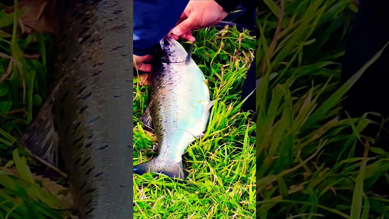 рыбалка на лосося а центре Нарвы. Salmon fishing in the center of Narva.  