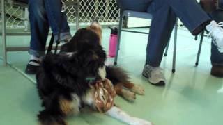 Single Volunteers of Greater Denver with Eva and Mandy at Misha May's Mutt Memories