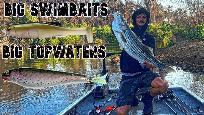 San Joaquin River Striper Fishing, BIG SWIMBAITS ONLY
