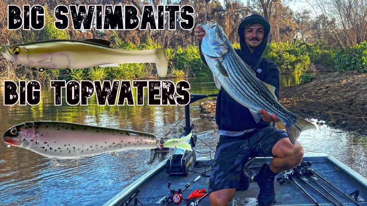 San Joaquin River Striper Fishing BIG Baits For BIG Fall River