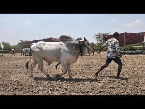 🔴 కడిమెట్ల 1 బండి గిరిక పోటీలు 2026// 2వ జత ఐకొండ చింతలయ్య గారి ఎద్దులు
