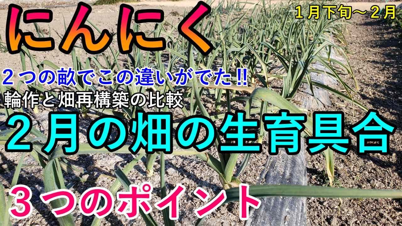 にんにく栽培｜寒波時、肥止めを見極める2月以降の管理と畑の様子