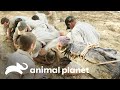 ¿Cuántas personas se necesitan para sostener a un cocodrilo? | Los Irwin | Animal Planet