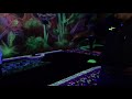 Rainforest Black Light Golf and Arcade