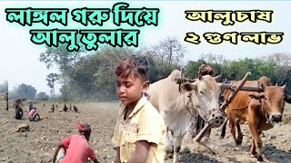 গ্রামের সহজ সরল কৃষক । গ্রামের শিশুশ্রম । আলু চাষ করে ২ গুণ লাভ | লাঙ্গল গরু দিয়ে জমি চাষ |