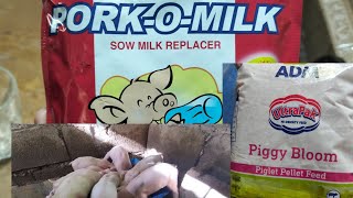 Foster Milk at Booster feeds para sa mga biik dahil nawalan ng gatas ang aming inahing baboy.#pig