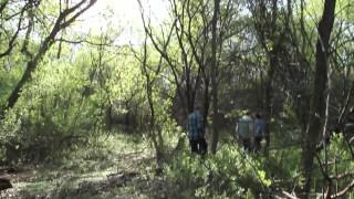 Morel Mushroom Hunting - Wisconsin