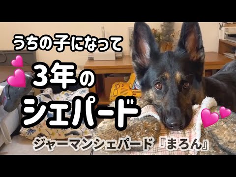3回目のうちの子記念日🐶こんなにちっちゃかったのかぁ💕でも今はもっとかわいい😍【ジャーマンシェパード】