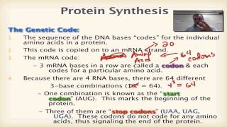Chapter 13 Part 4 - The Genetic Code