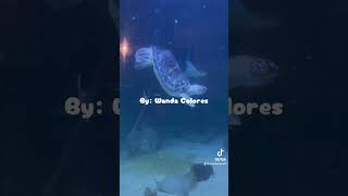 Misty aquarium: #tortugasmarinas #animalesmarinos #animalesdelmar #animales #animalesinteligentes