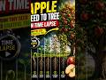 Apple Seed to Apple Tree 🍎 | Full Time Lapse Growth (Seed to Fruit) #shorts#viralshorts