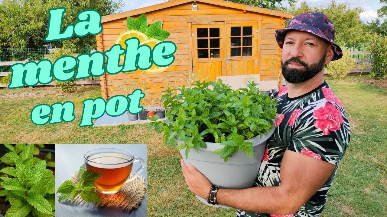 Culture de la menthe en pot.