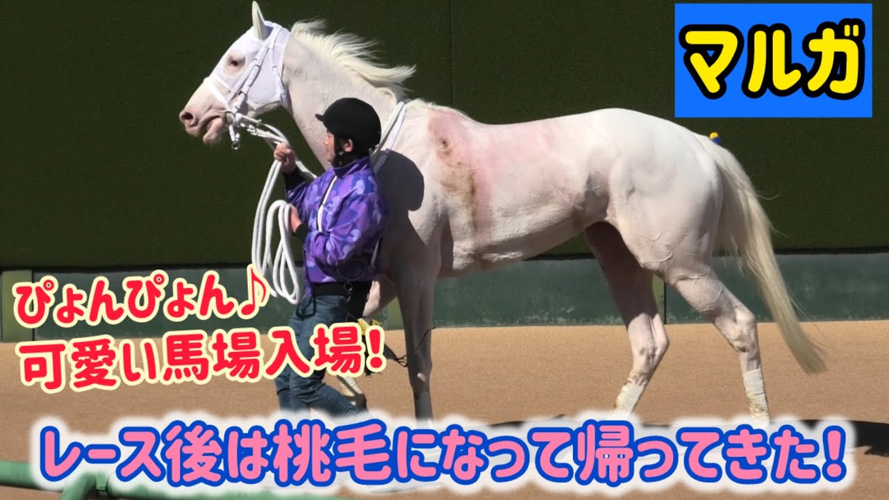 ぴょんぴょん♪元気な馬場入場！レース後は白毛が桃毛へ変化🍑マルガ