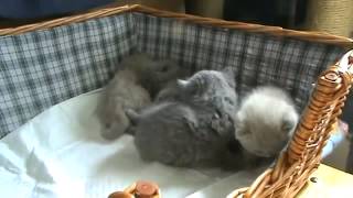 Милые британские котята Прикольно смотреть! 058 Милые британские котята Прикольно смотреть! 058